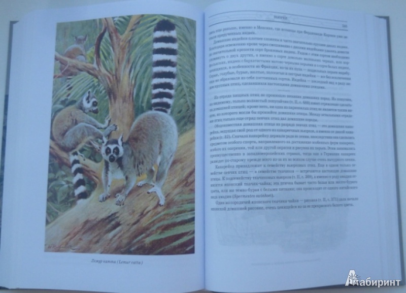 Иллюстрация 11 из 42 для Животный мир. Его быт и среда. В 3-х томах - Вильгельм Гааке | Лабиринт - книги. Источник: Большой любитель книг
