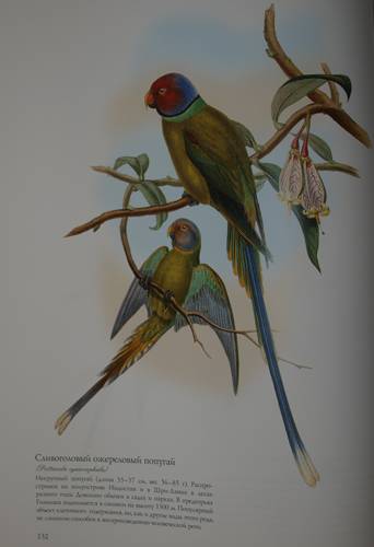 Иллюстрация 10 из 22 для Птицы Азии - Джон Гульд | Лабиринт - книги. Источник: Наталья Бухтиярова