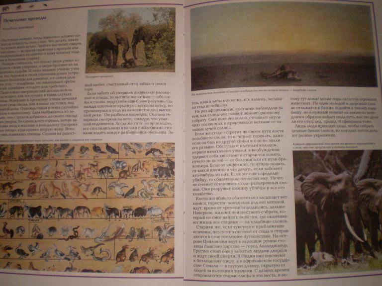 Иллюстрация 25 из 38 для Чудеса природы. Животный мир - Виктор Калашников | Лабиринт - книги. Источник: Ягодка