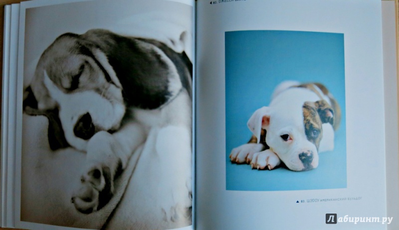 Иллюстрация 6 из 18 для 101 фотогерой. С любовью к собакам - Рейчел Хэйл | Лабиринт - книги. Источник: Костина Анастасия