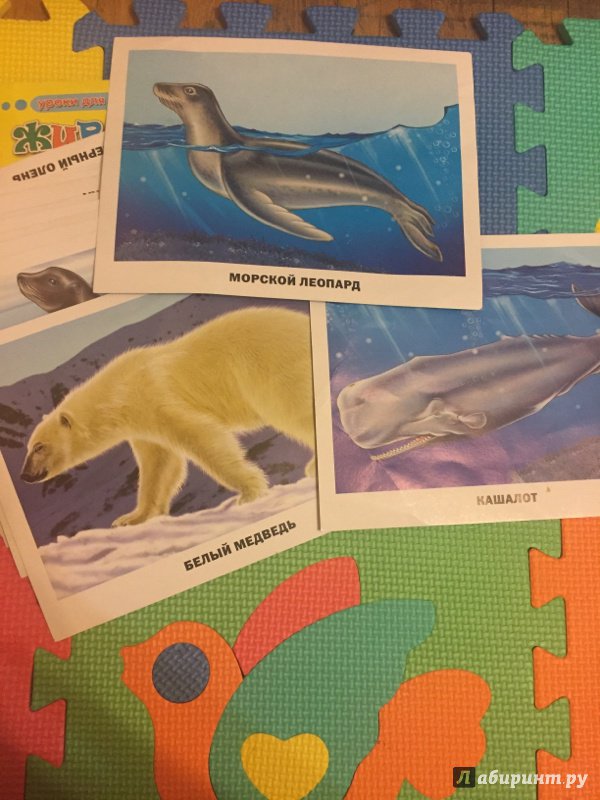 Иллюстрация 11 из 11 для Животные Арктики и Антарктики (16 карточек) | Лабиринт - игрушки. Источник: ЭРГАШЕВА МАРИЯ