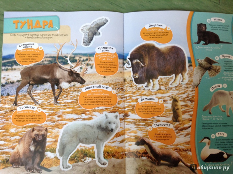 Иллюстрация 9 из 10 для Зоопарк | Лабиринт - книги. Источник: Mila_situlya