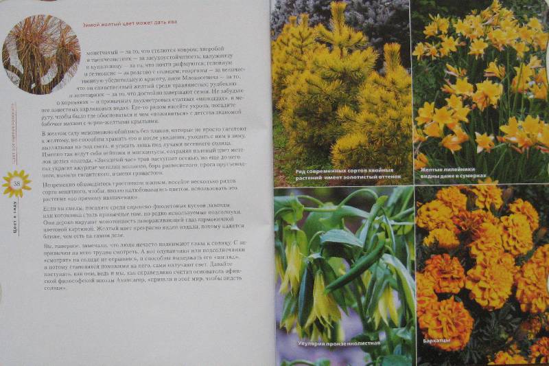 Иллюстрация 10 из 11 для Выбираем цвет для сада | Лабиринт - книги. Источник: Флоренция