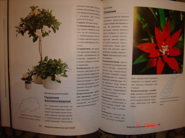 Иллюстрация 1 из 10 для Энергия комнатных растений - Ева-Катарина Хоффманн | Лабиринт - книги. Источник: Leyla