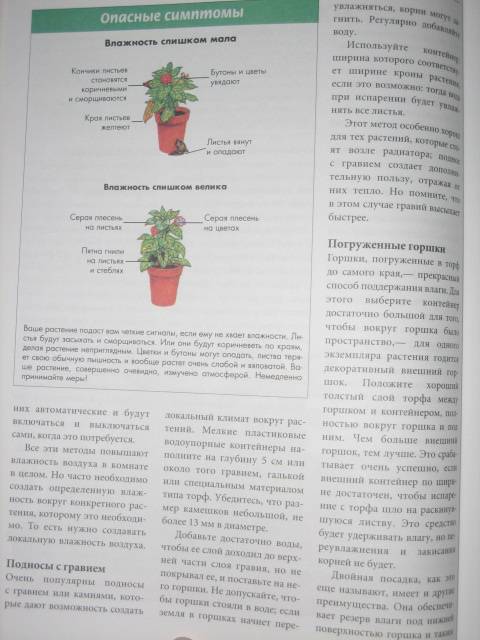 Иллюстрация 3 из 9 для Все о комнатных растениях. Луковичные растения | Лабиринт - книги. Источник: МЕГ
