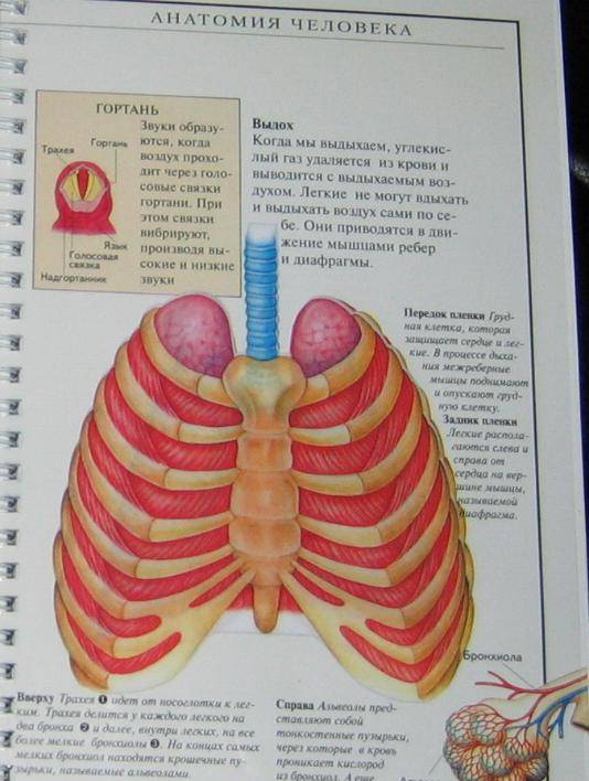 Иллюстрация 4 из 30 для Дискавери: Анатомия человека - Грехам, Уолкер | Лабиринт - книги. Источник: Кira