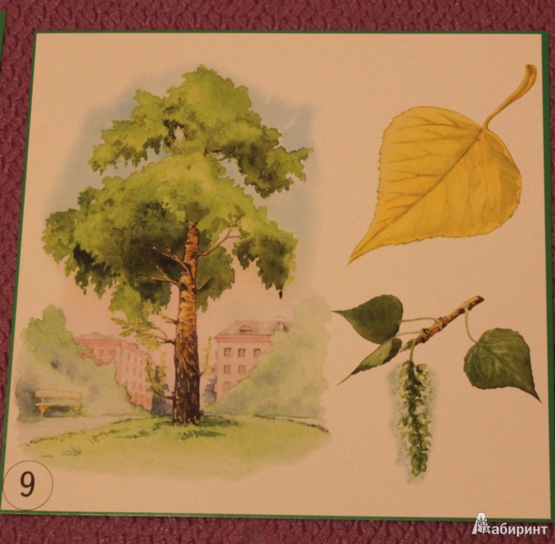Иллюстрация 11 из 13 для Карточки "Деревья, плоды, листья" | Лабиринт - игрушки. Источник: KattryX