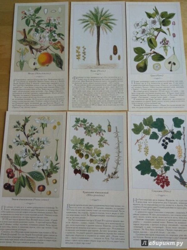 Иллюстрация 12 из 13 для Фрукты и ягоды | Лабиринт - книги. Источник: Чепижак  Анастасия