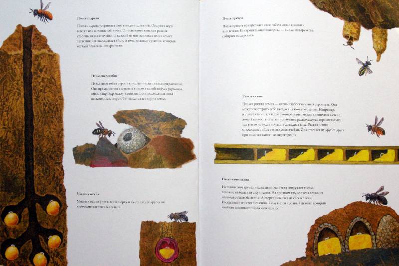 Иллюстрация 18 из 32 для Гнезда, норы и горшки. Как насекомые заботятся о потомстве - Анне Меллер | Лабиринт - книги. Источник: Валерия