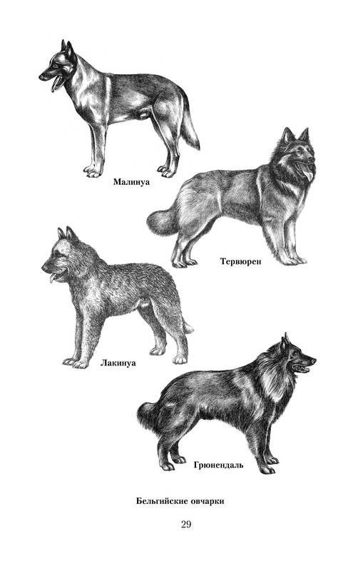 Иллюстрация 5 из 8 для Дрессировка собак. Теория и практика - Елена Гурнакова | Лабиринт - книги. Источник: Ялина