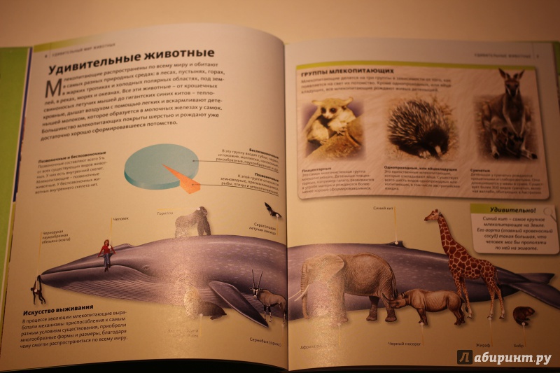 Иллюстрация 19 из 37 для Удивительный мир животных | Лабиринт - книги. Источник: AL980