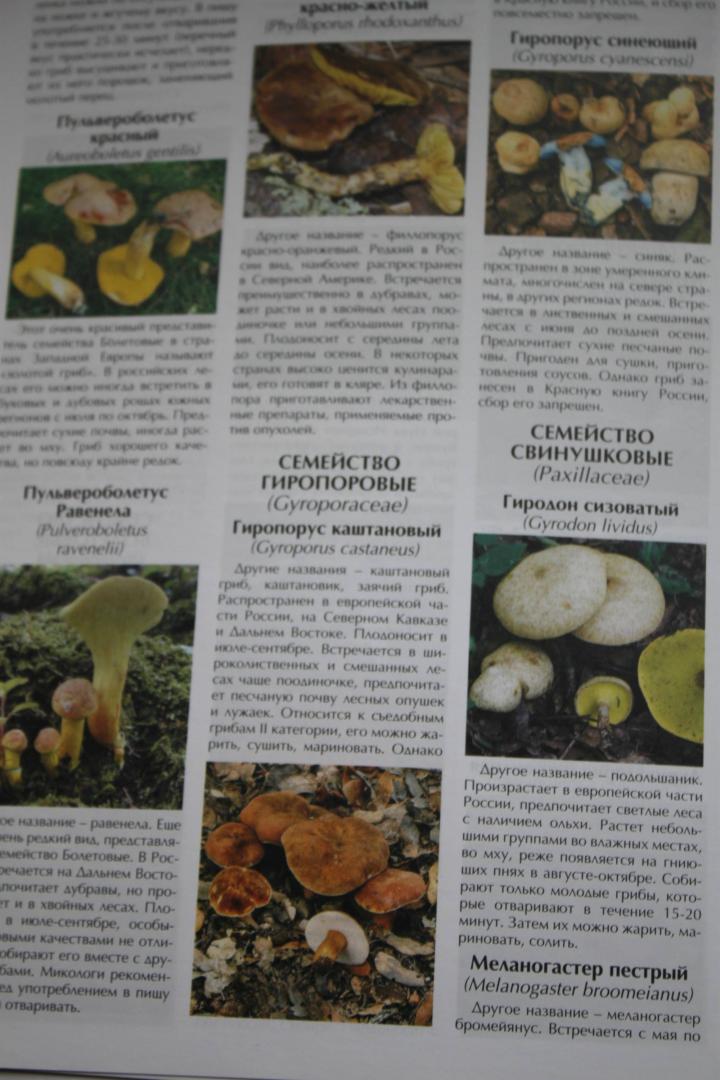 Иллюстрация 8 из 27 для Все о съедобных грибах | Лабиринт - книги. Источник: МЕТОДИЯ СНАДОБЕЙ