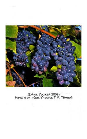 Иллюстрация 5 из 5 для Календарь виноградаря - Темный, Темная | Лабиринт -  книги. Источник: Золотая рыбка