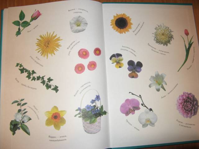 Иллюстрация 5 из 49 для Занимательная ботаника - Светлана Лаврова | Лабиринт - книги. Источник: varta
