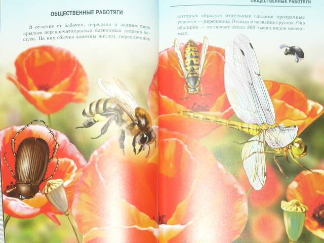 Иллюстрация 4 из 40 для Жуки и другие удивительные насекомые - Сергей Афонькин | Лабиринт - книги. Источник: Ромашка:-)
