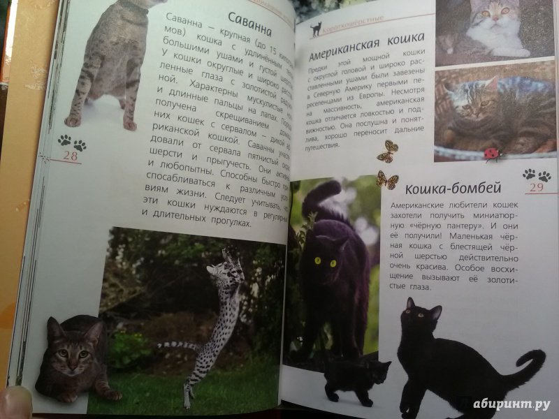 Иллюстрация 3 из 28 для Кошки дикие и домашние - Александр Тихонов | Лабиринт - книги. Источник: SergP