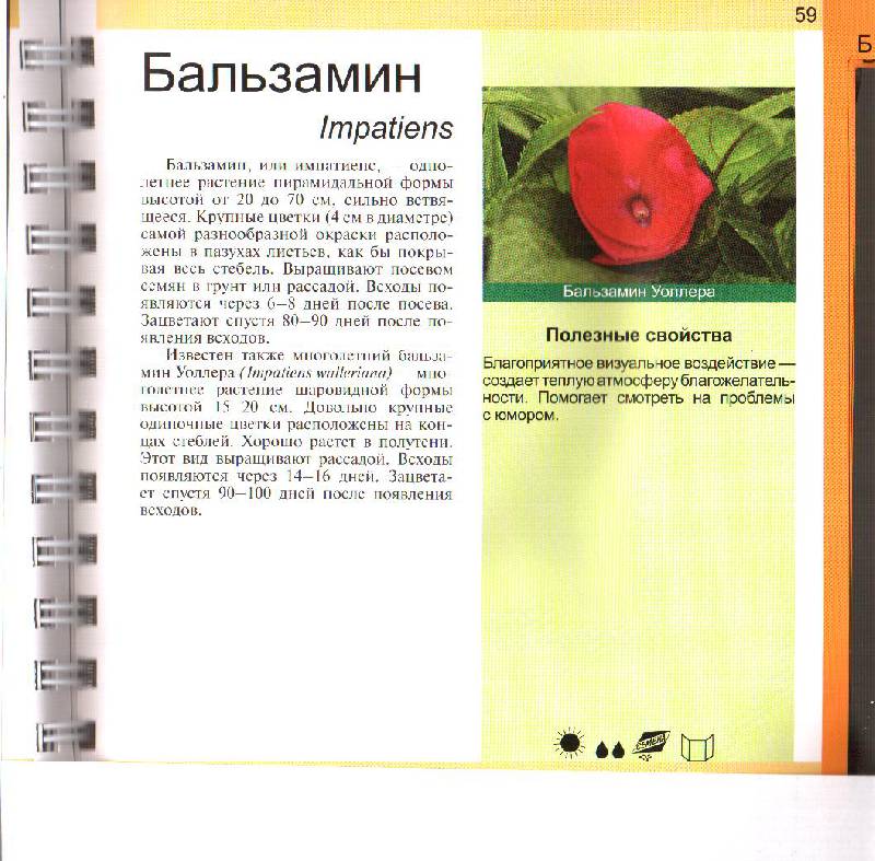Иллюстрация 5 из 14 для Комнатные растения - Князева, Князева | Лабиринт - книги. Источник: summershowers