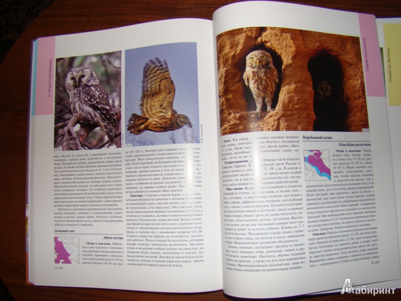 Иллюстрация 11 из 16 для Полный определитель птиц европейской части России. В 3-х книгах - Калякин, Коблик | Лабиринт - книги. Источник: WhiteOwl