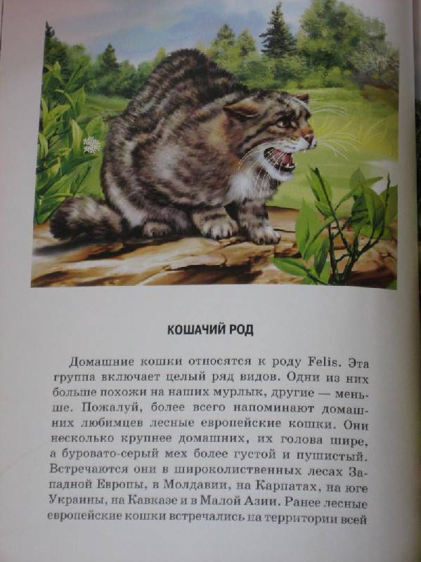 Иллюстрация 15 из 32 для Кошки - Сергей Афонькин | Лабиринт - книги. Источник: Dana-ja