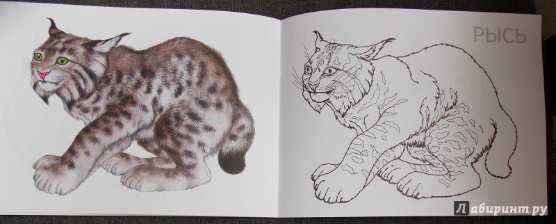 Иллюстрация 6 из 22 для Дикие животные | Лабиринт - книги. Источник: Sweet mama
