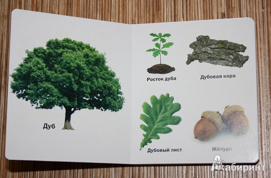 Иллюстрация 5 из 14 для Такие разные деревья - Aurelio Alfonso | Лабиринт - книги. Источник: КНИЖНОЕ ДЕТСТВО