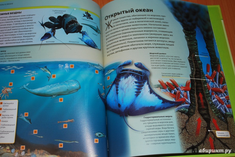 Иллюстрация 18 из 20 для Жизнь в океане | Лабиринт - книги. Источник: Нади