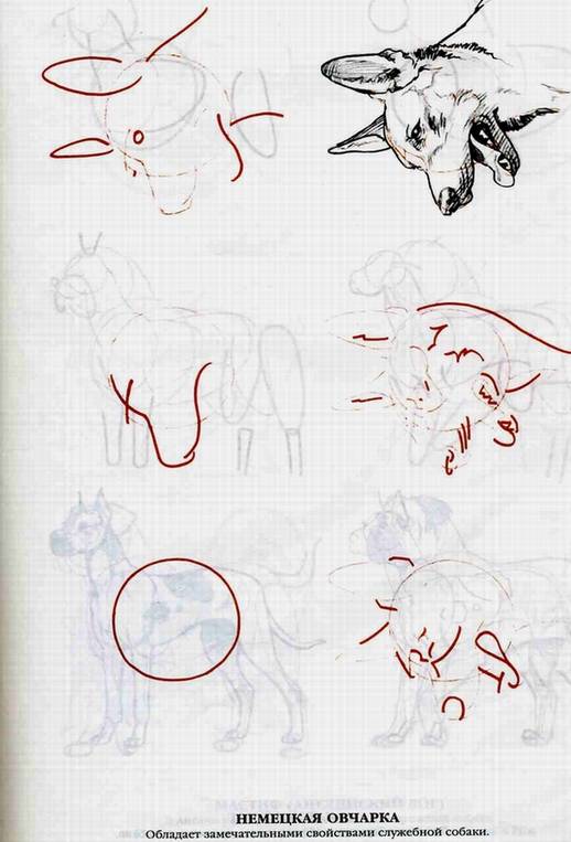 Иллюстрация 3 из 13 для Рисуем 50 собак - Ли Эймис | Лабиринт - книги. Источник: Panterra