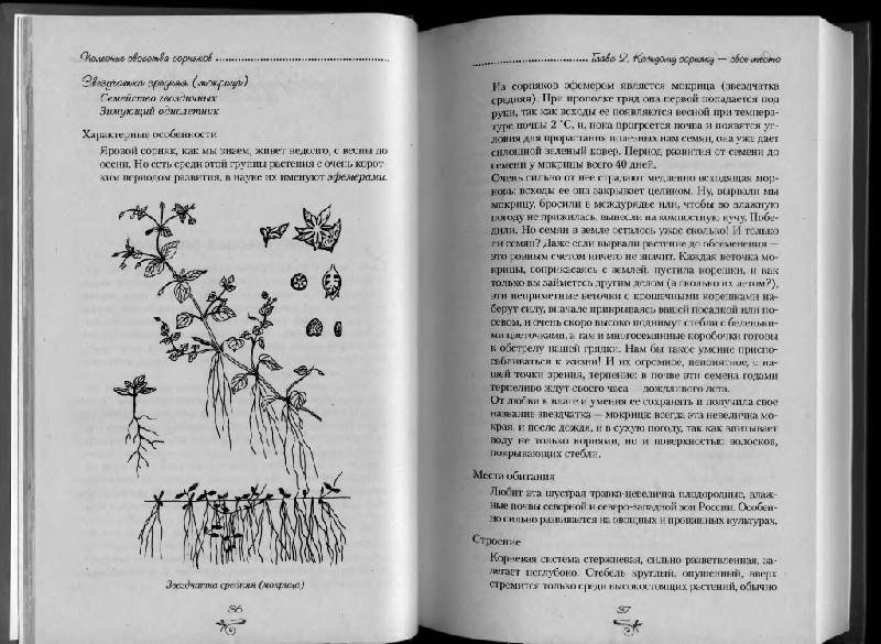 Иллюстрация 34 из 38 для Полезные свойства сорняков - Нелли Кислова | Лабиринт - книги. Источник: Юта