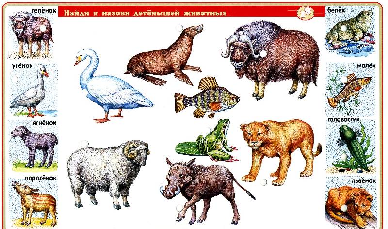 Иллюстрация 17 из 18 для Набор карточек к игре "В мире животных" | Лабиринт - игрушки. Источник: РИВА