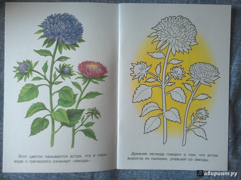 Иллюстрация 7 из 33 для Раскраска "Садовые цветы" | Лабиринт - книги. Источник: Ленивка