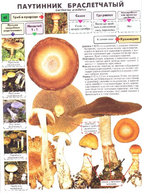 Иллюстрация 15 из 21 для Самые распространенные съедобные грибы. Справочник-определитель начинающего грибника - Михаил Вишневский | Лабиринт - книги. Источник: Юта