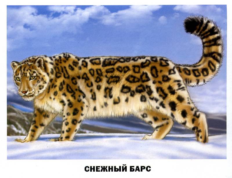 Иллюстрация 27 из 29 для Обучающие карточки. Животные России | Лабиринт - игрушки. Источник: Росинка
