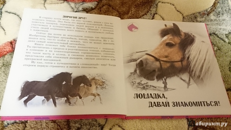 Иллюстрация 10 из 18 для Самое интересное о... лошадях | Лабиринт - книги. Источник: Васина  Светлана Григорьевна