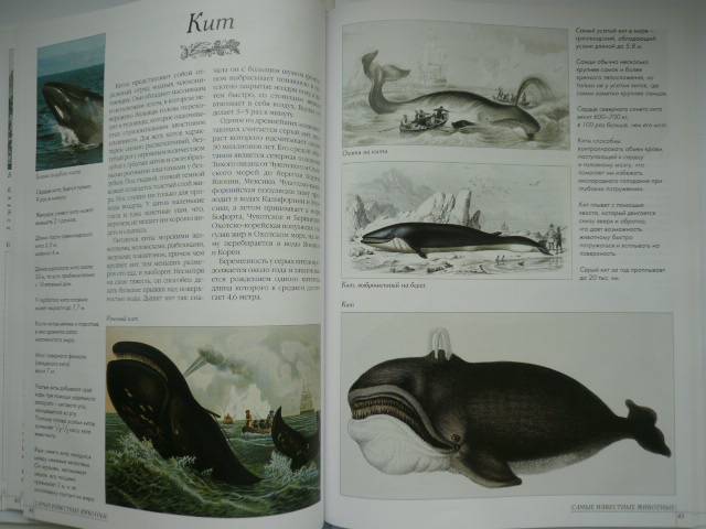 Иллюстрация 47 из 52 для Самые известные животные | Лабиринт - книги. Источник: Nadezhda_S