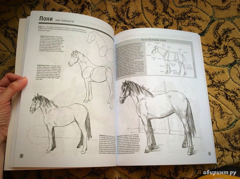 Иллюстрация 13 из 27 для Лучшие уроки. Основы рисования | Лабиринт - книги. Источник: а.а.и.