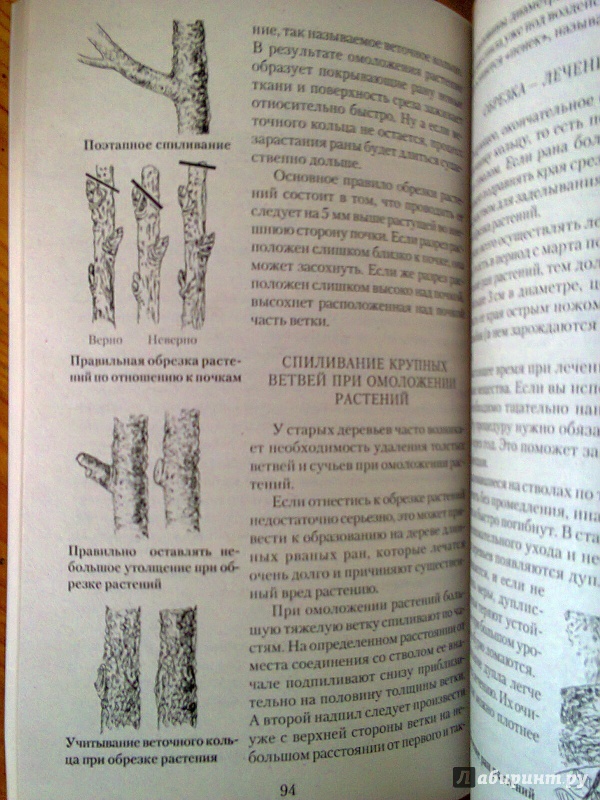 Иллюстрация 8 из 11 для Все об обрезке и прививке деревьев и кустарников - Виктор Горбунов | Лабиринт - книги. Источник: Sonya Summer