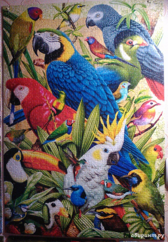 Иллюстрация 8 из 11 для Puzzle-1000 "Птичий мир" (C-103041) | Лабиринт - игрушки. Источник: Васендина  Елена Викторовна