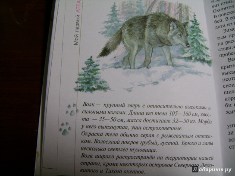 Иллюстрация 8 из 28 для Атлас. Животные леса (3582) - Бровкина, Сивоглазов | Лабиринт - книги. Источник: anchutka