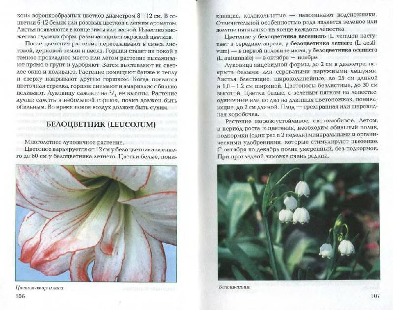 Иллюстрация 10 из 21 для Луковичные и клубневые растения - Е.К. Беляевская | Лабиринт - книги. Источник: Юта
