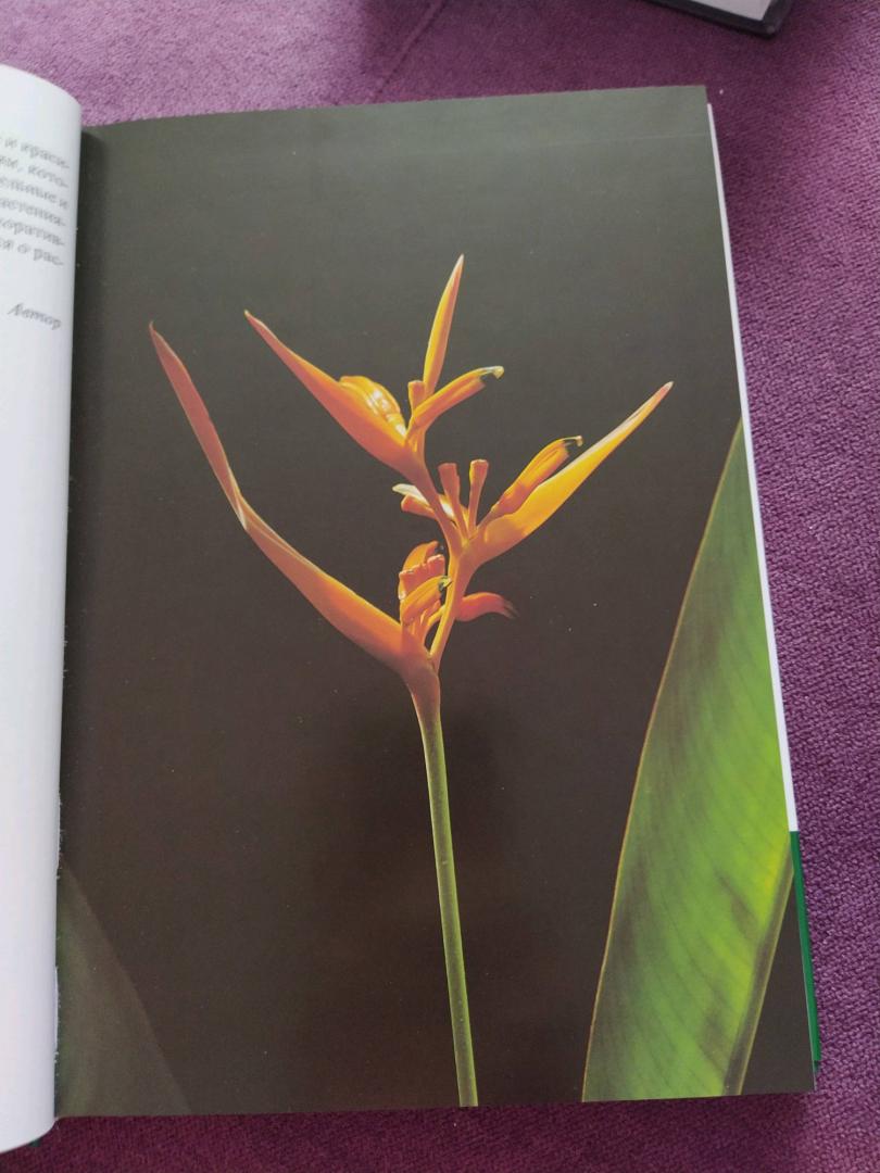 Иллюстрация 32 из 48 для Комнатные растения - Нико Вермейлен | Лабиринт - книги. Источник: Сохач Екатерина