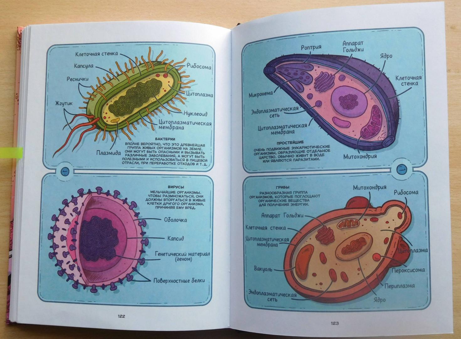 Иллюстрация 53 из 58 для Вирусы и микробы. Научный комикс - Фалинн Кох | Лабиринт - книги. Источник: Годовёнок