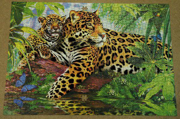Иллюстрация 11 из 11 для Step Puzzle-1000 "Леопарды" Бархатная коллекция (79518) | Лабиринт - игрушки. Источник: DobrIgor
