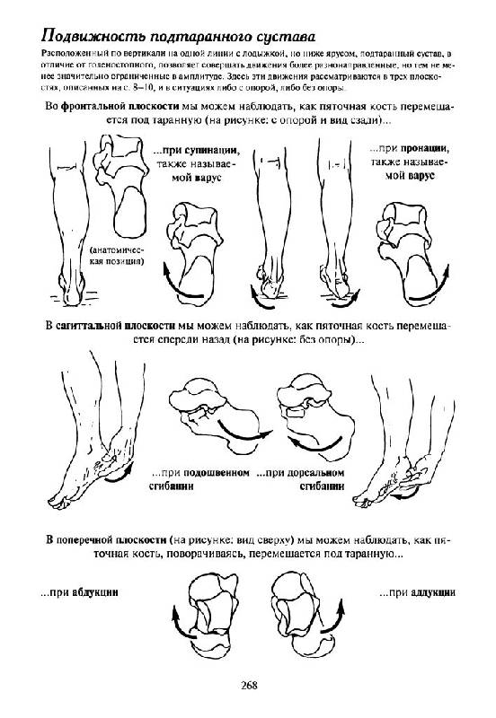 Иллюстрация 13 из 19 для Как работает тело. Позвоночник, суставы и мышцы - Бландин Кале-Жермен | Лабиринт - книги. Источник: Юта