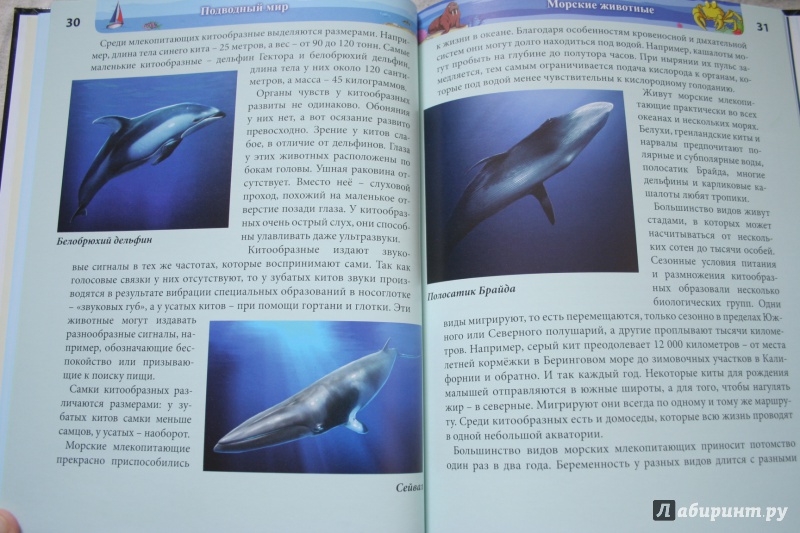 Иллюстрация 13 из 77 для Хочу знать. Подводный мир - Наталья Кульмина | Лабиринт - книги. Источник: kolobus