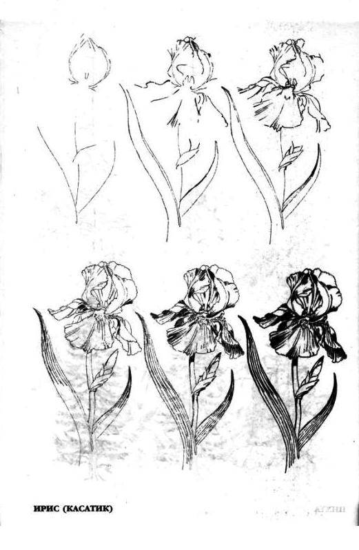 Иллюстрация 14 из 15 для Рисуем 50 цветов и деревьев (розовая) - Эймис, Эймис | Лабиринт - книги. Источник: Юта
