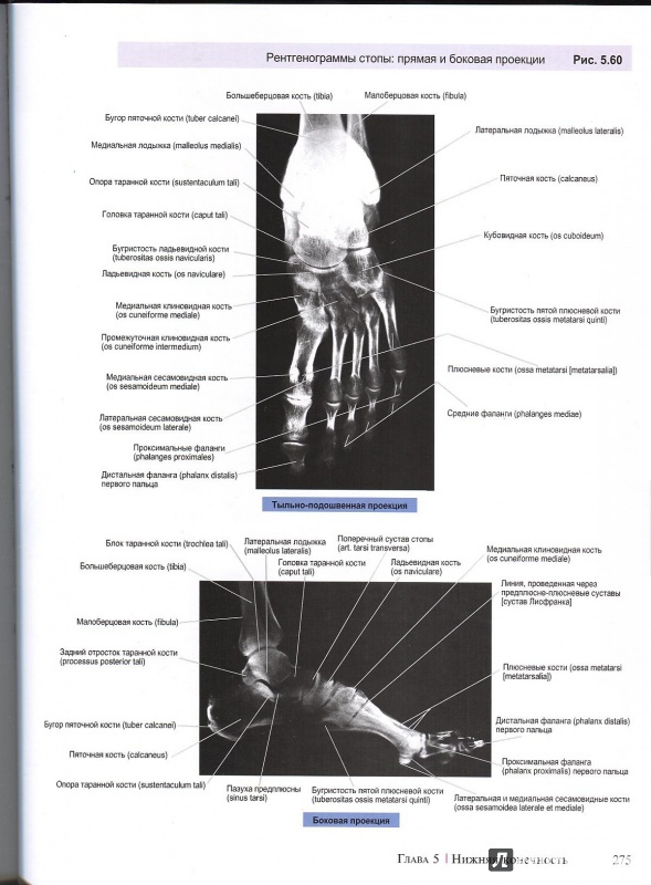 Иллюстрация 5 из 22 для A.D.A.M. Атлас анатомии человека - Олсон, Павлина | Лабиринт - книги. Источник: Andrey29