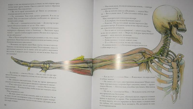 Иллюстрация 51 из 60 для Тайны анатомии - Кэрол Доннер | Лабиринт - книги. Источник: Трухина Ирина