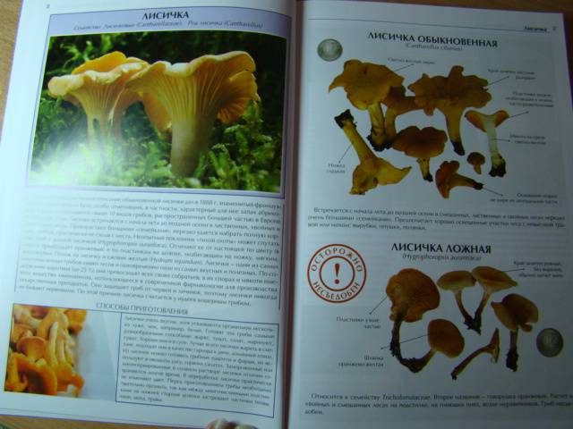 Иллюстрация 20 из 27 для Все о съедобных грибах | Лабиринт - книги. Источник: D.OLGA