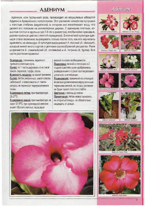 Иллюстрация 10 из 20 для Популярные комнатные растения: распространенные виды, сорта и гибриды - Вальтер Грюнвальд | Лабиринт - книги. Источник: Юта