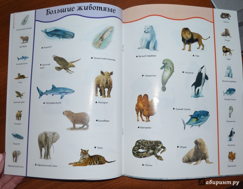 Иллюстрация 9 из 16 для Животные-великаны | Лабиринт - книги. Источник: Лабиринт